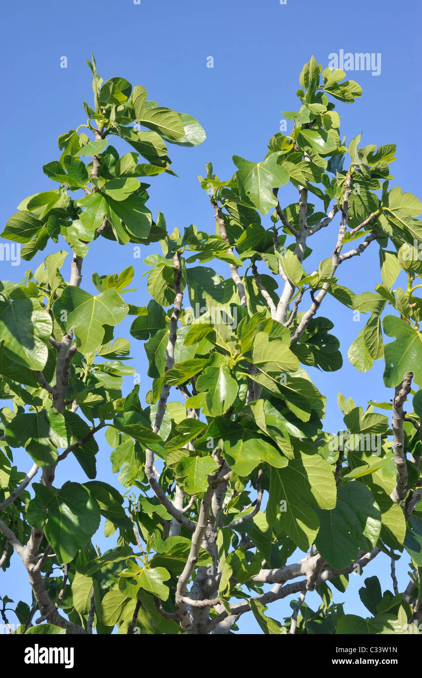 Green Fig ( Ficus carica ) un frutto nella famiglia Moraceae. Foto Stock