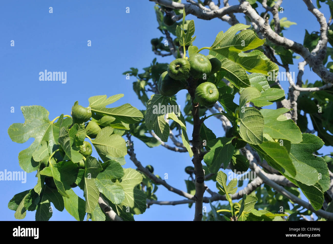 Green Fig ( Ficus carica ) un frutto nella famiglia Moraceae. Foto Stock