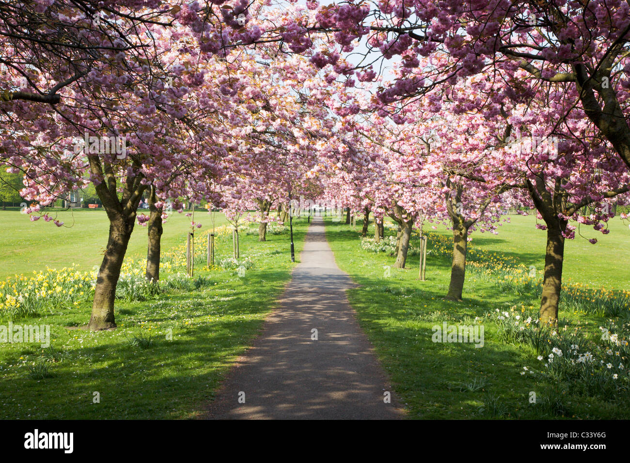 Viale di alberi in fiore su di dispersione di Harrogate North Yorkshire, Inghilterra Foto Stock