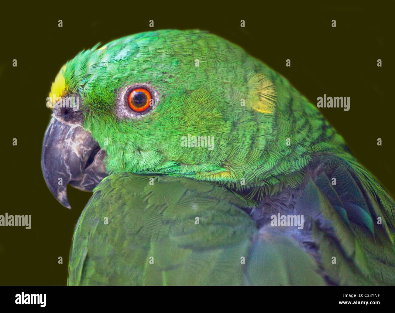 Giallo Naped Amazon (amazona auropalliata) Foto Stock