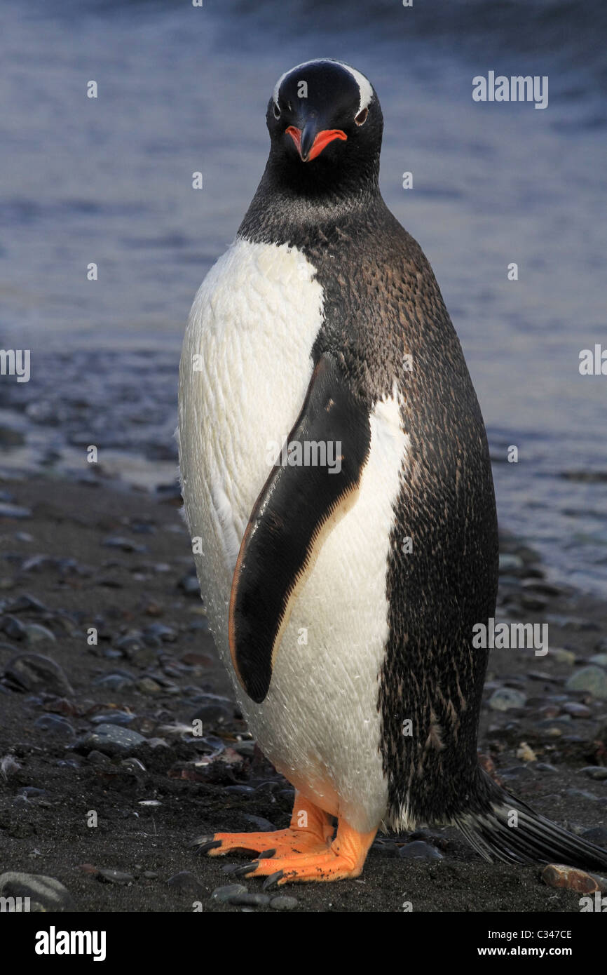 Pinguino Gentoo a Barrientos isola, a sud le isole Shetland, Antartide Foto Stock