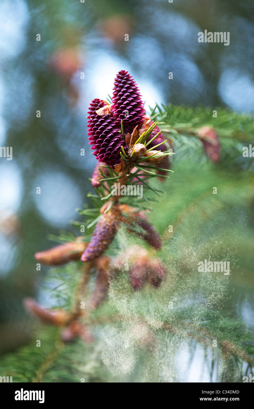 Picea likiangensis. Luiang abete rosso. Fiori di albero a rilasciare i pollini Foto Stock