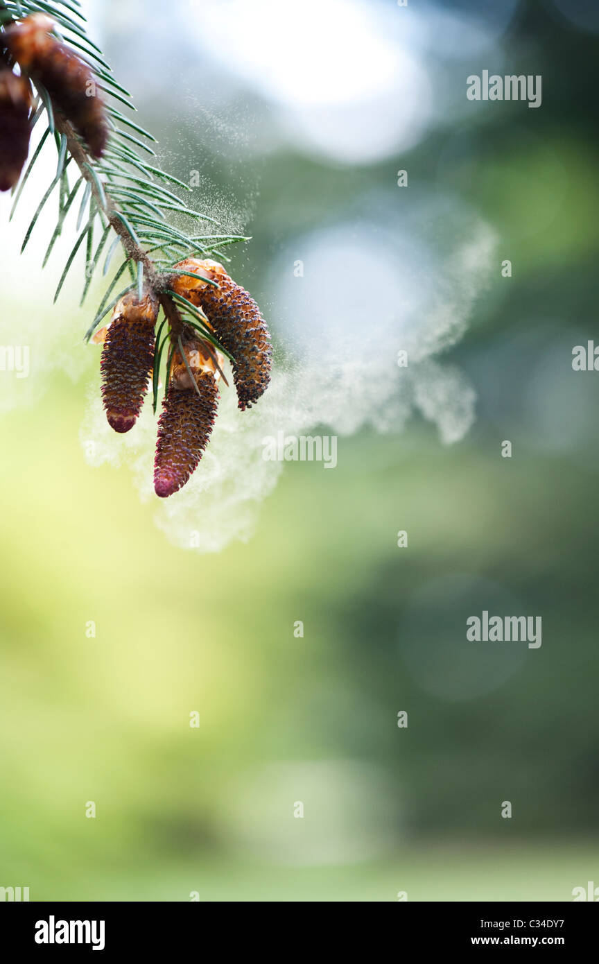 Picea likiangensis. Luiang abete rosso. Fiori di albero a rilasciare i pollini Foto Stock