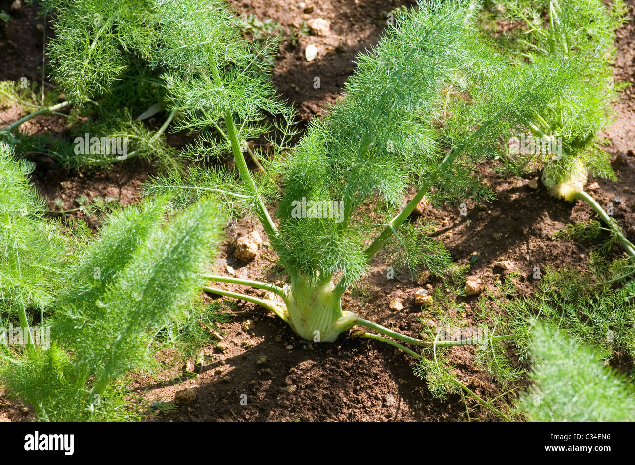 Finocchio lampadine Foeniculum vulgare campi campo crescente coltivatore cresciuto nel Mediterraneo il raccolto di colture vegetali vegetali Foto Stock