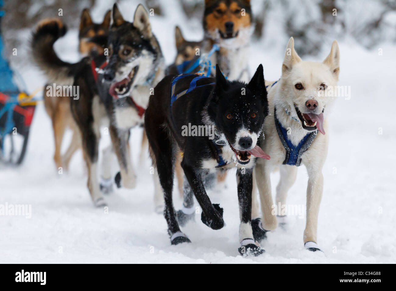 Un Sled Dog racing team attraverso il Chippewa National Forest nel nord del Minnesota. Foto Stock