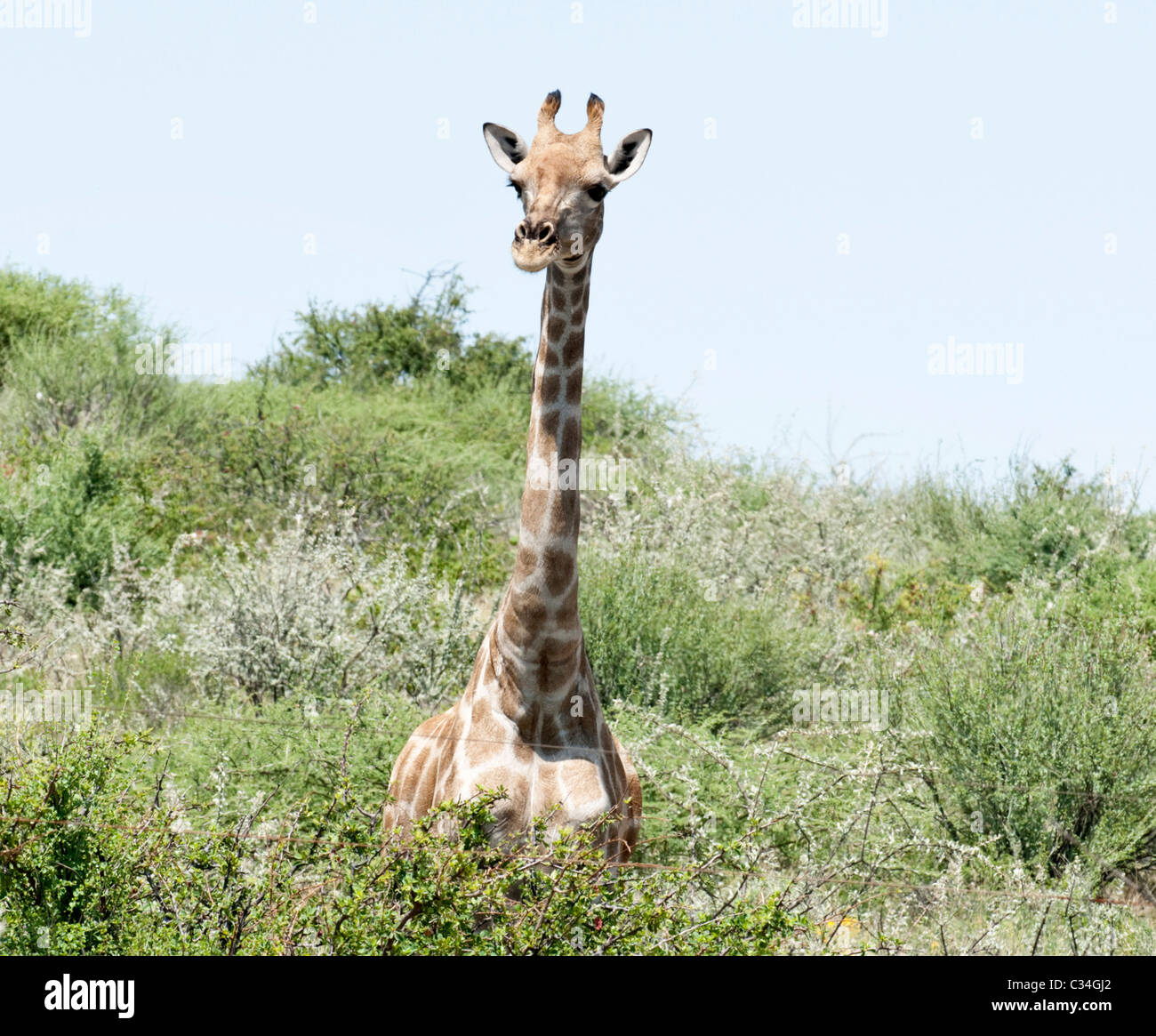 La giraffa, Namibia, Africa Foto Stock