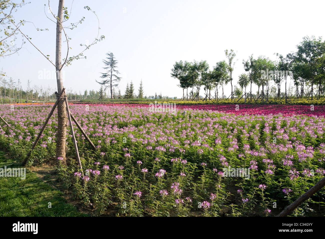 Colorato giardino con vista del mare di fiori Foto Stock