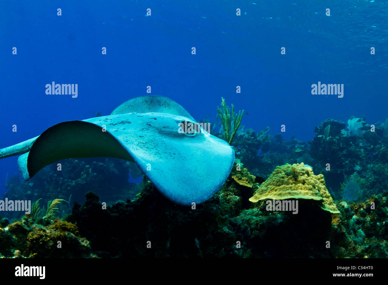 Un stingray nuota su una scogliera tropicale in Honduras, America Centrale Foto Stock