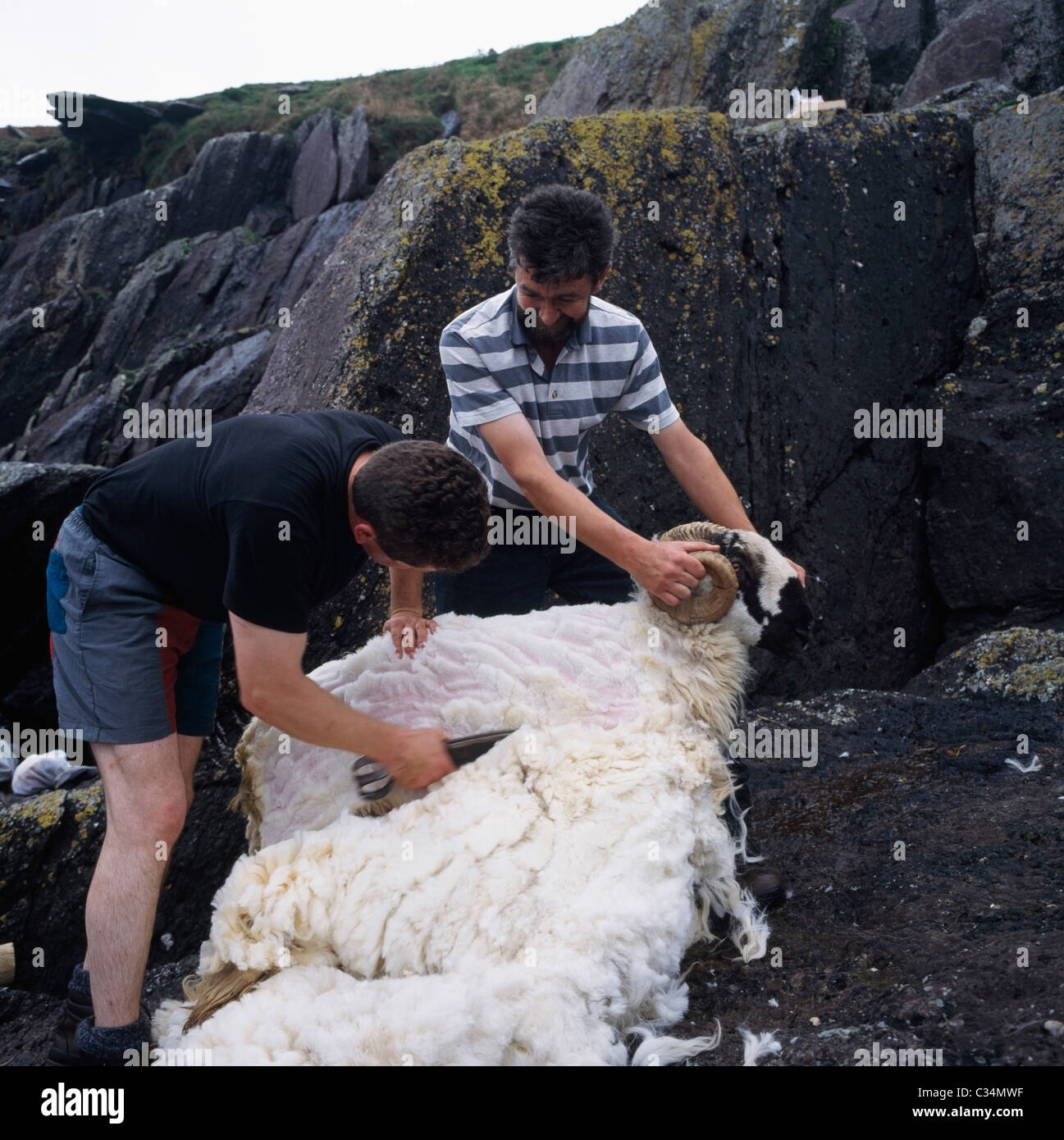 Allevamento di pecore, Inishtooskert- la tosatura delle pecore, Foto Stock