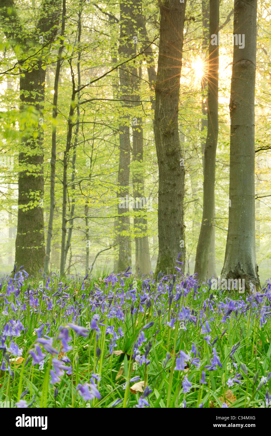 La molla Bluebells Foresta di Dean GLOUCESTERSHIRE REGNO UNITO Europa Foto Stock