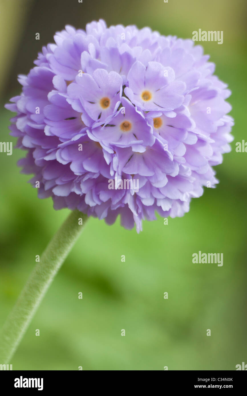 Viola Primula Candelabri Foto Stock