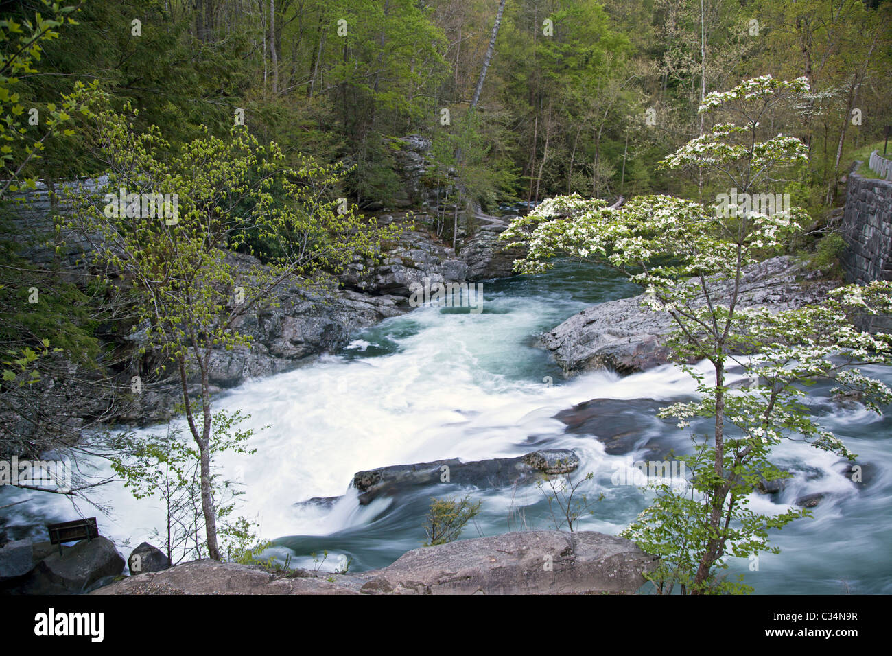 Parco Nazionale di Great Smoky Mountains, Tennessee - Sanguinello blooming presso i pozzi cascata sul fiume Po. Foto Stock