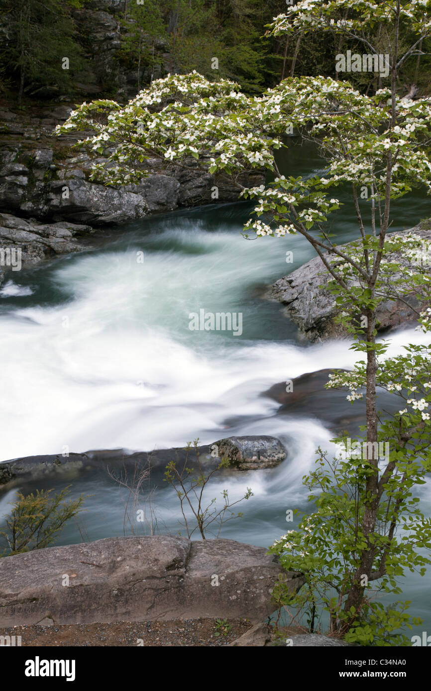 Parco Nazionale di Great Smoky Mountains, Tennessee - Sanguinello blooming presso i pozzi cascata sul fiume Po. Foto Stock