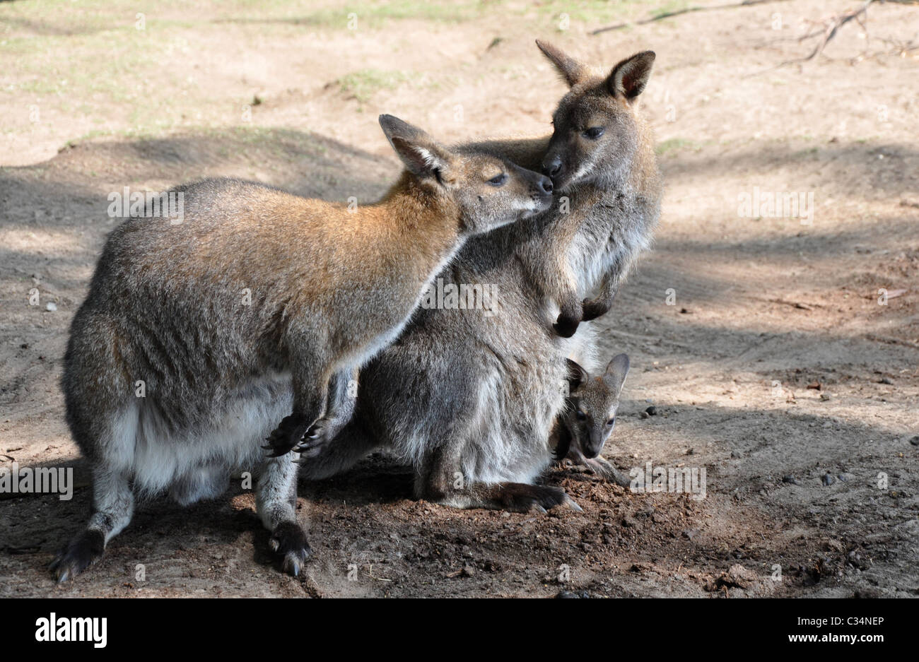 Ritratto di famiglia del Bennetts Wallaby Macropus rufogriseus Foto Stock