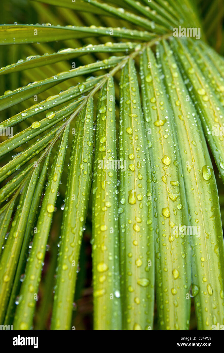 Foglie di palma con gocce di pioggia su di essi Foto Stock