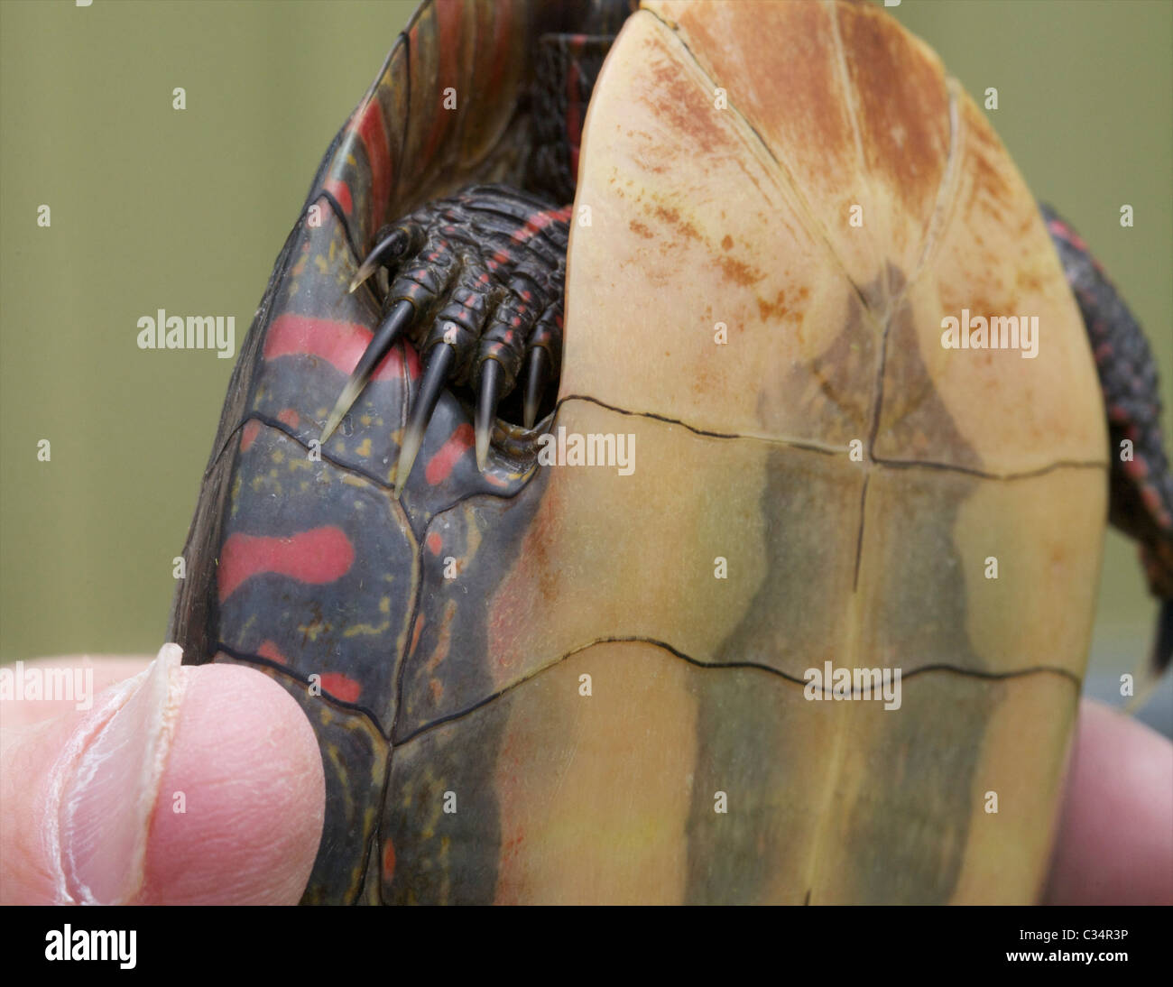 Le tartarughe maschi tendono ad avere particolarmente lunghi artigli, e queste sembrano essere utilizzati per stimolare la femmina durante l'accoppiamento. Foto Stock