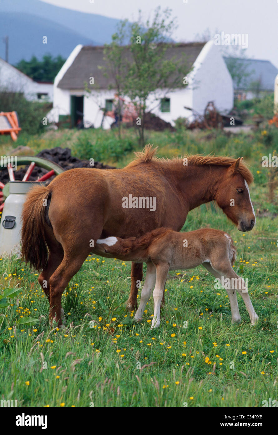 Pony in campo, Glenbeigh, nella contea di Kerry, Irlanda Foto Stock