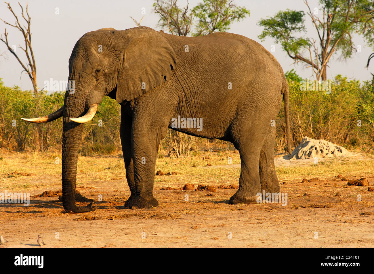Side Shot di un adulto dell' elefante africano con ben conformato zanne, Savuti National Park, Botswana Foto Stock