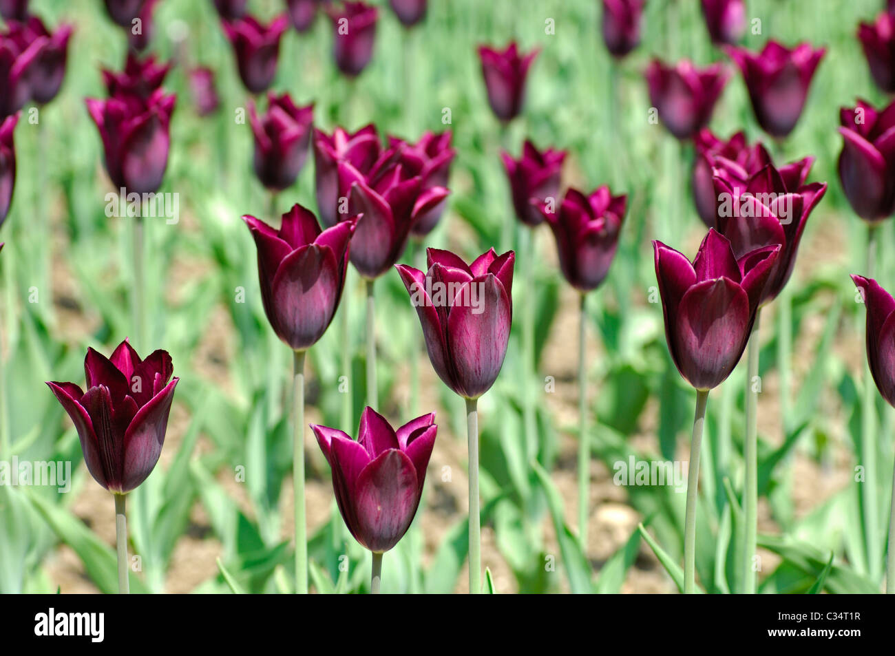 Havran trionfo tulipani tulipani olandesi Foto Stock