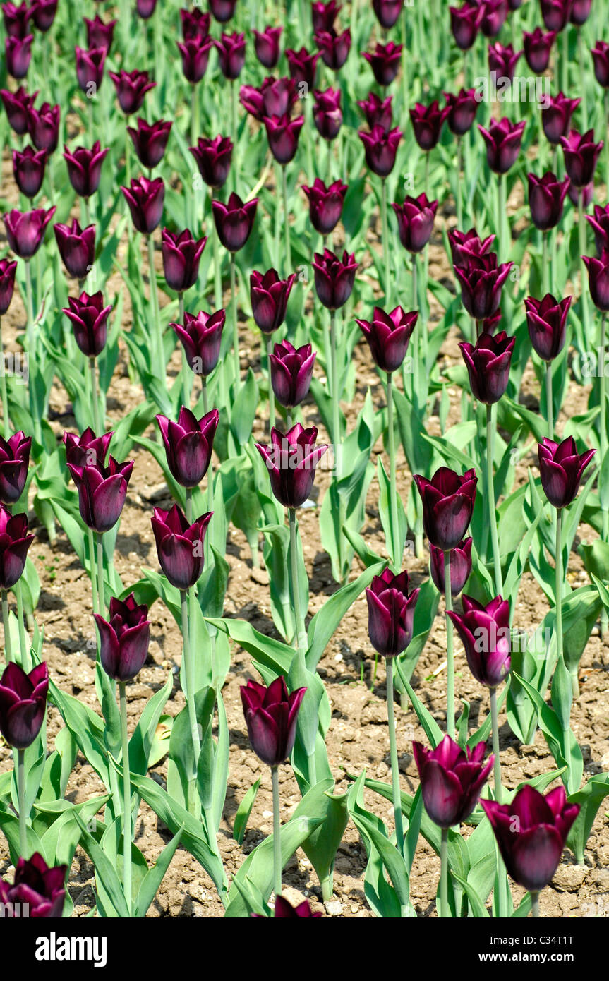 Havran trionfo tulipani tulipani olandesi Foto Stock