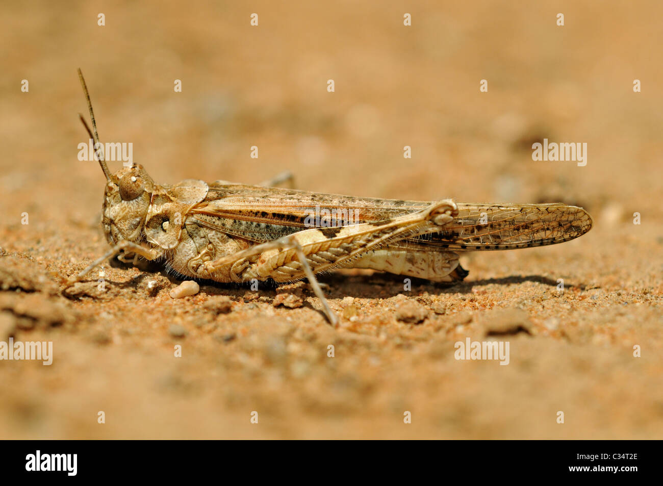 Adattamento del corto-cornuto Grasshopper per il colore e la consistenza della metropolitana, Goegap Riserva Naturale, Sud Africa Foto Stock