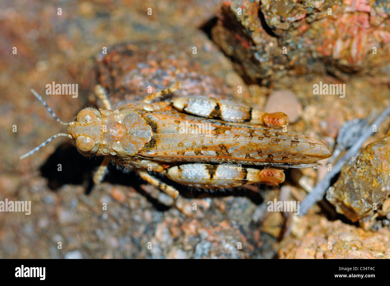 Corto-cornuto grasshopper, Rhachitopsis, mimando i colori della terra, Namqualand, Sud Africa Foto Stock