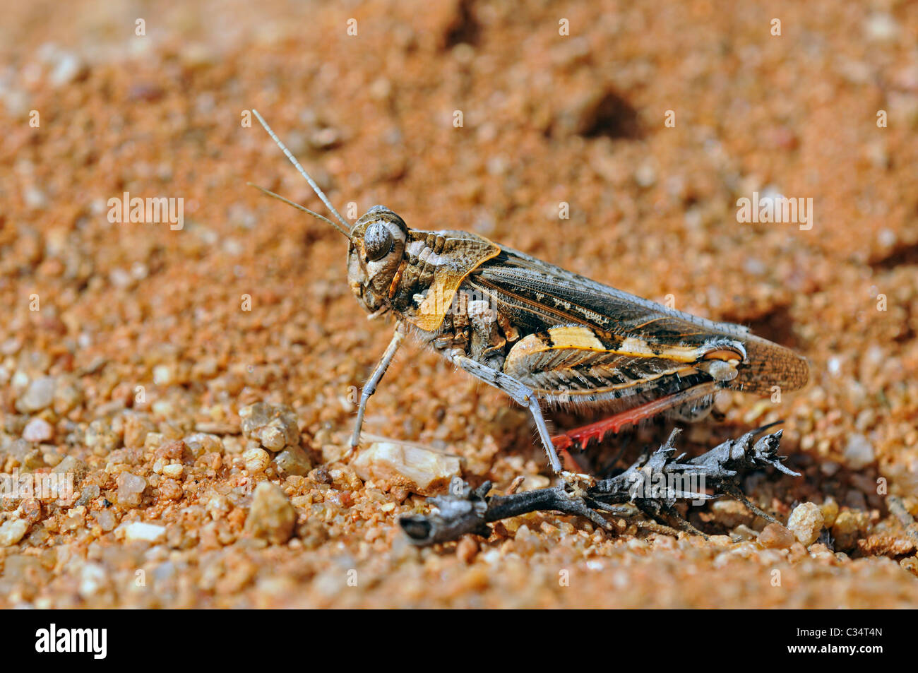 Rhachitopsis, corto-cornuto grasshopper, Acrididae, Goegap Riserva Naturale, Namaqualand, Sud Africa Foto Stock