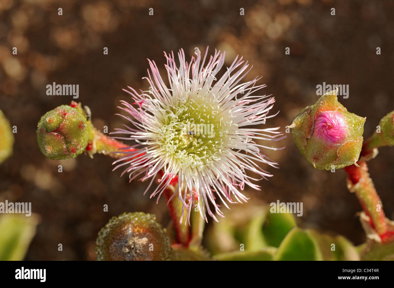 Mesmbryanthemum sp., impianto di ghiaccio, Aizoaceae, Mesembs, Goegap Riserva Naturale, Namaqualand, Sud Africa Foto Stock