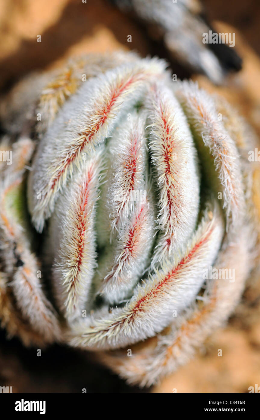 Crassula barbata, Knersvlakte, Western Cape, Namaqualand, Sud Africa Foto Stock