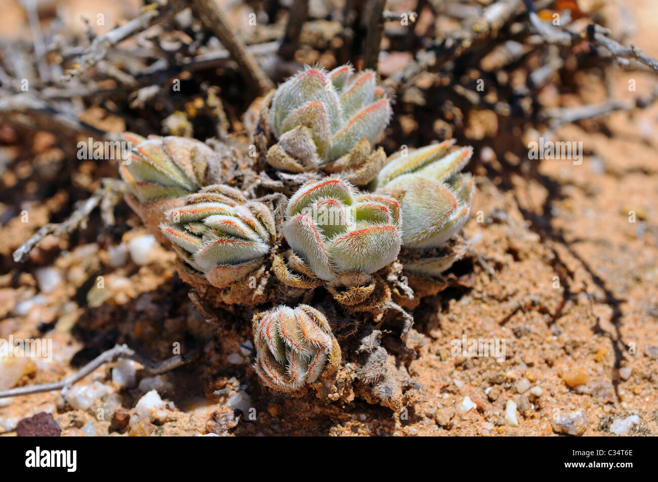Crassula barbata, Knersvlakte, Western Cape, Namaqualand, Sud Africa Foto Stock