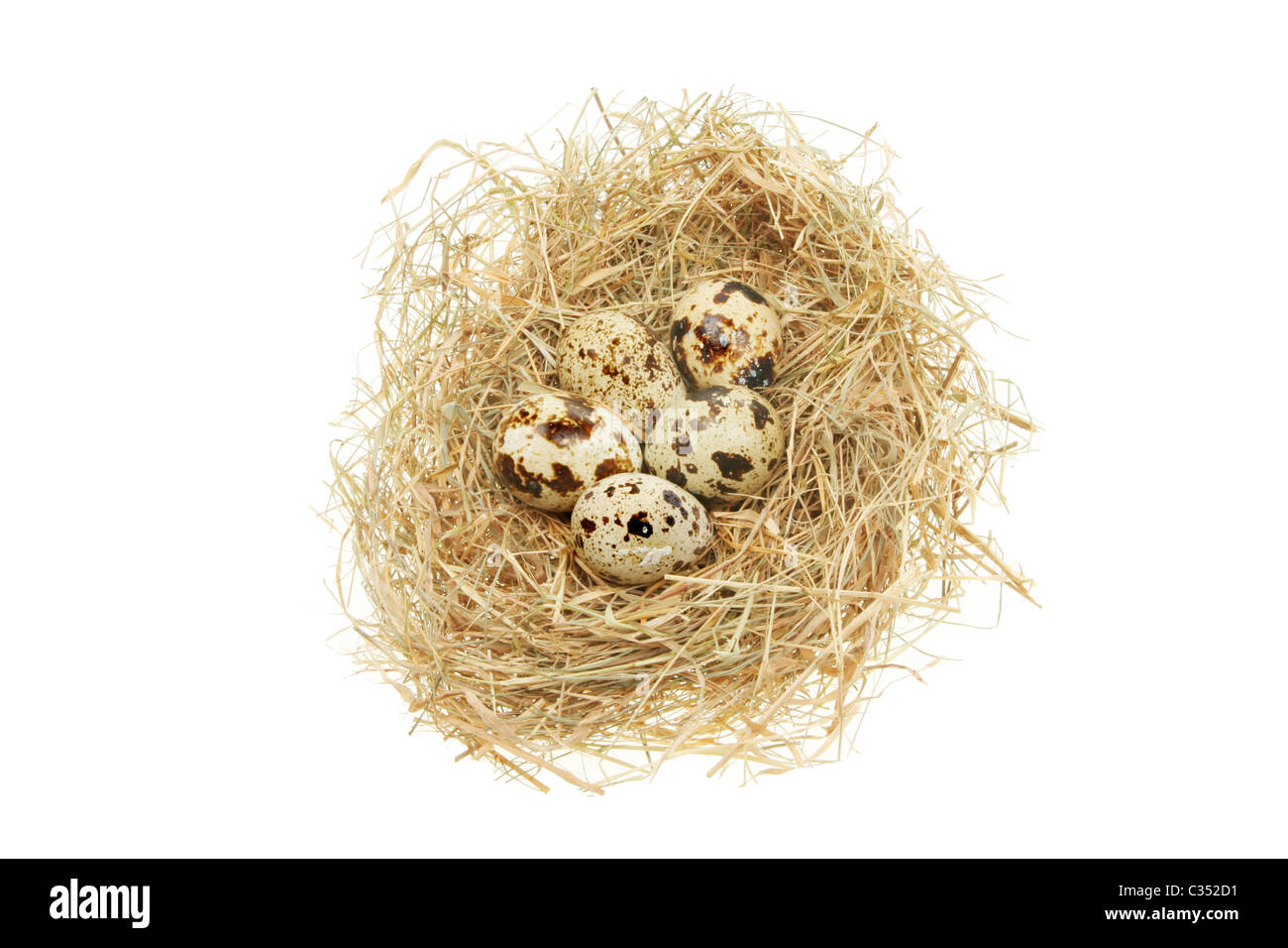 Uova di volatili in un nido isolata contro bianco Foto Stock