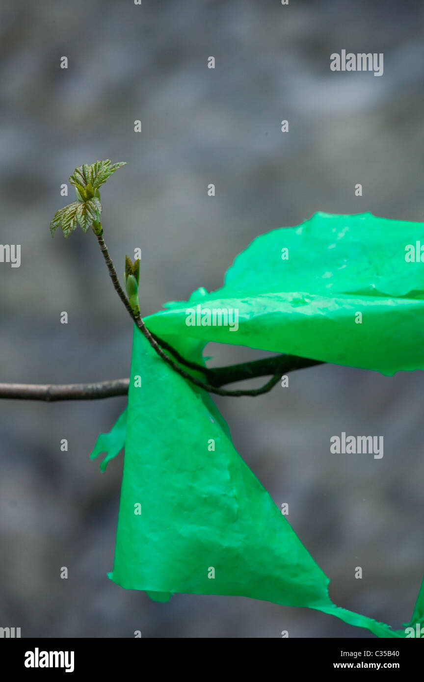 Spiegatura Sycamore lascia con il sacchetto in plastica lavati a valle da rive r, il problema dei rifiuti nell'ambiente Foto Stock