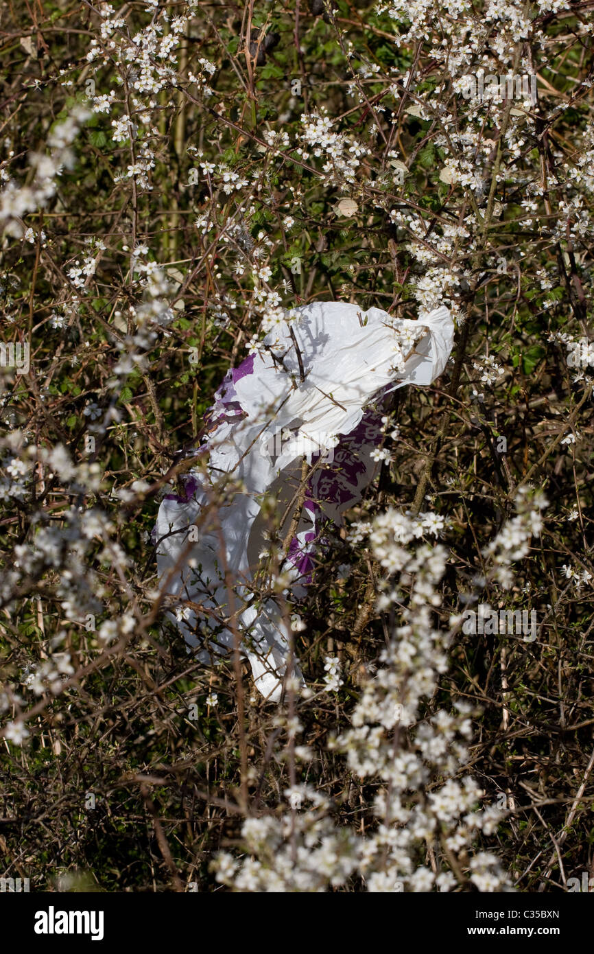 Plastica borsa shopping in fioritura prugnolo bush ( Prunus spinosa ) , minaccia per la fauna selvatica Foto Stock