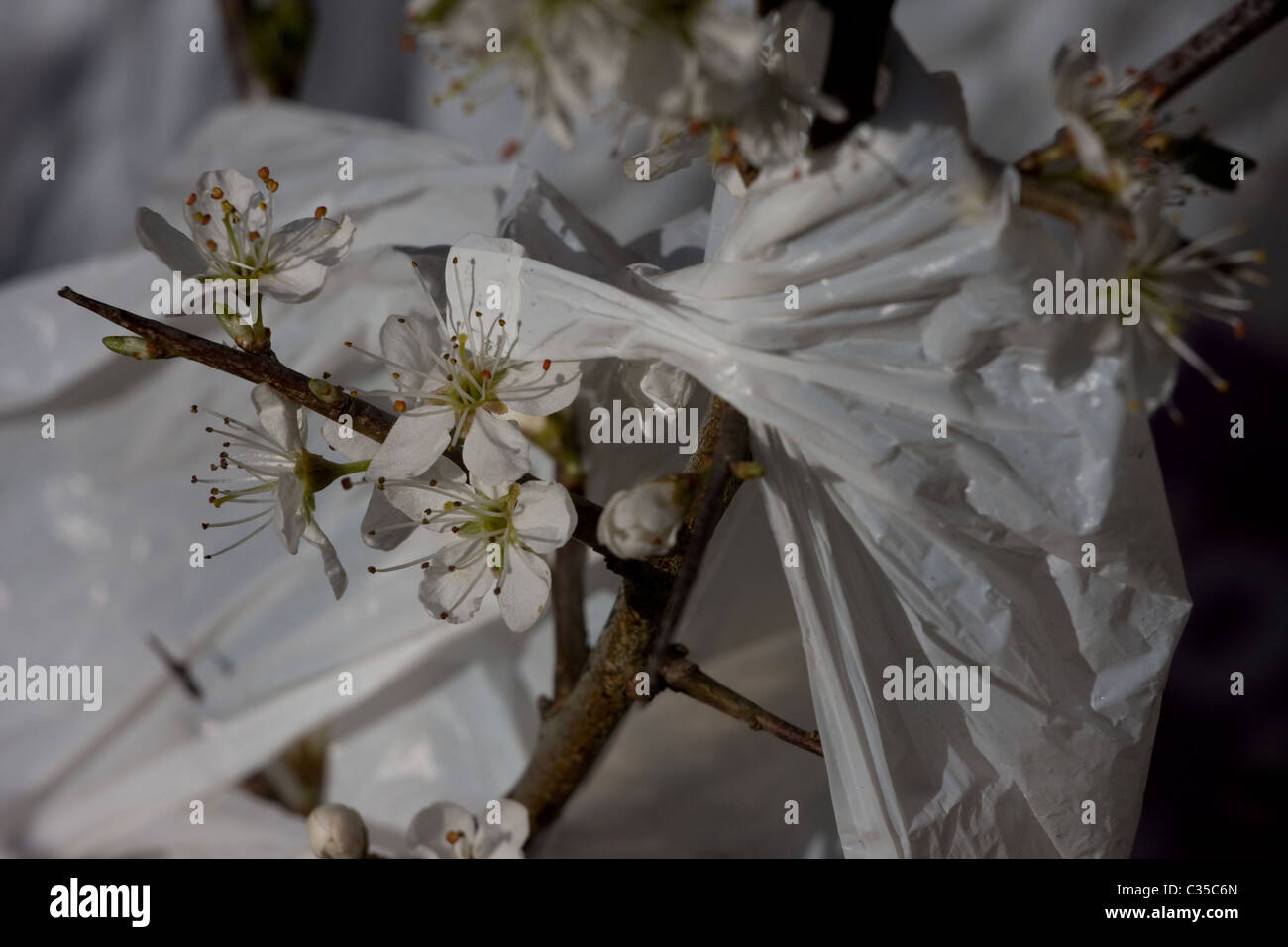 Plastica borsa shopping in fioritura prugnolo bush ( Prunus spinosa ) , minaccia per la fauna selvatica Foto Stock