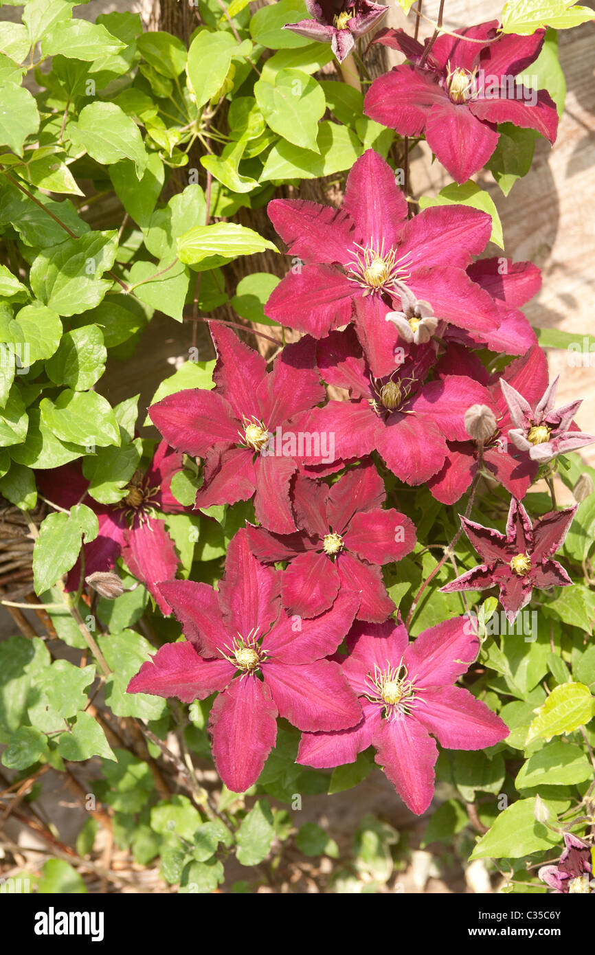 La clematide 'Rouge Cardinale" con fiori viola Foto Stock