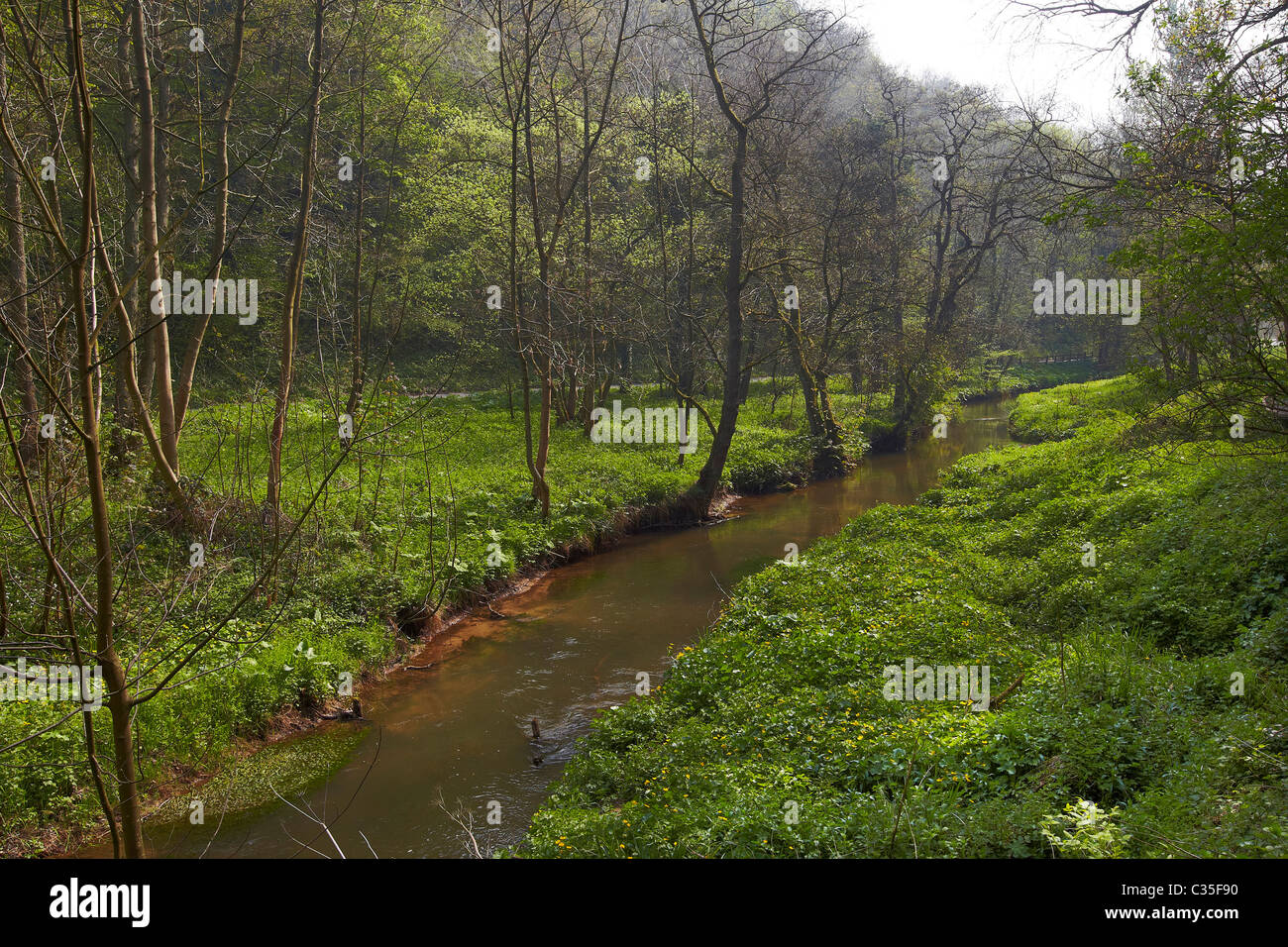 Fiume Derwent fluente attraverso la Forge Valley, East Ayton, North Yorkshire, Scarborough, Regno Unito Foto Stock