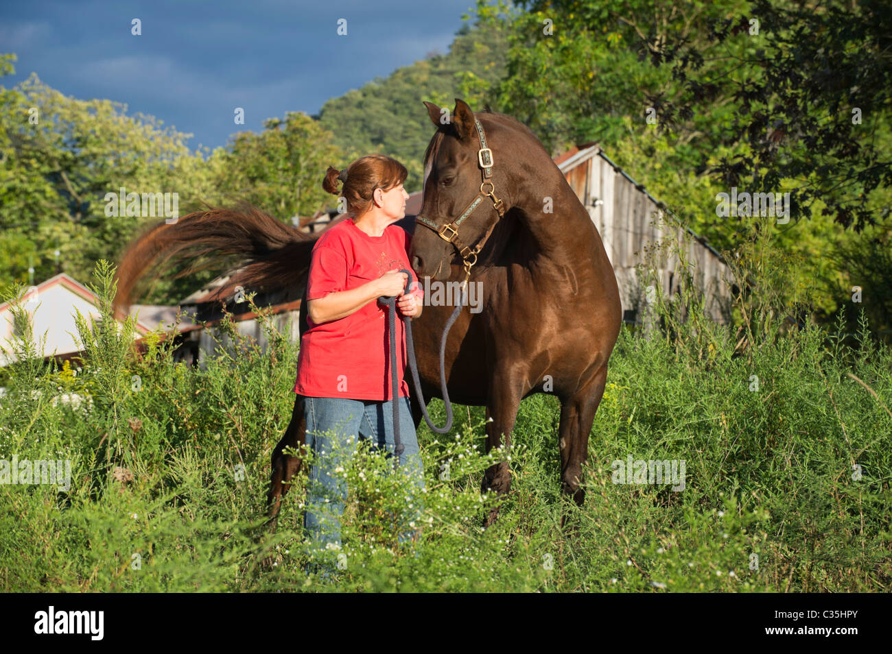 Donna che guarda il suo cavallo arabo occhio per occhio, immagine per amore, confronto o la comprensione, preso in estate luce della sera. Foto Stock