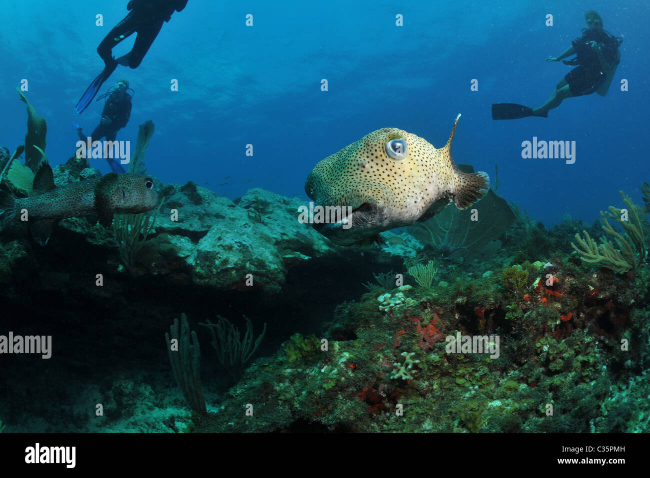 Porcupine Pufferfish Foto Stock