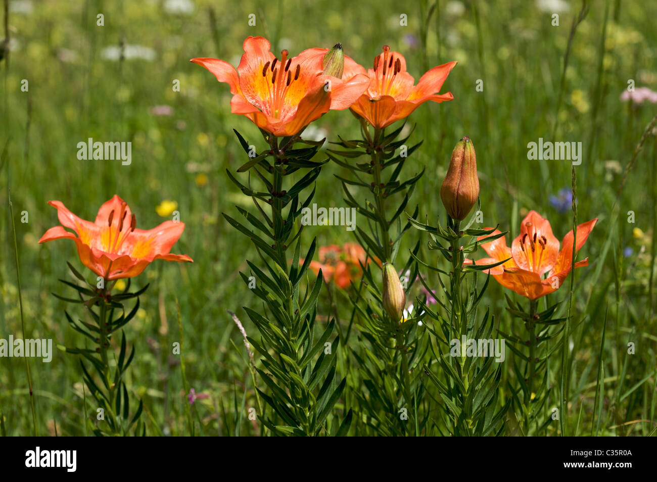 Giglio rosso, Lilium bulbiferum, delle Viote del Monte Bondone, Trentino Alto Adige, Italia, Europa Foto Stock