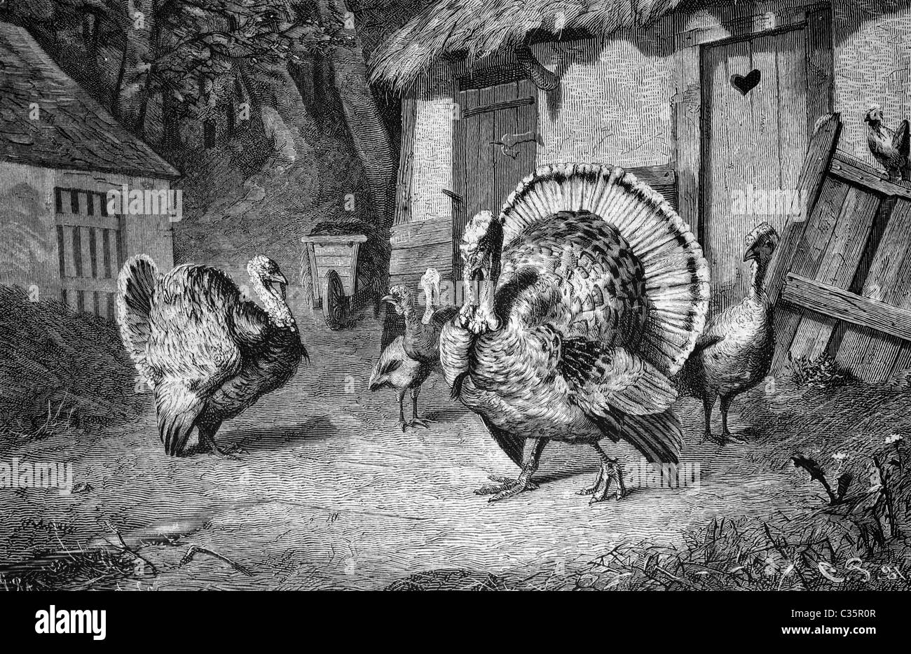 I tacchini, immagine storica 1886 Foto Stock