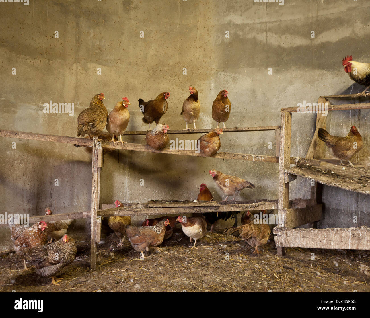 Intervallo libero il pollo sul post, Islanda Foto Stock