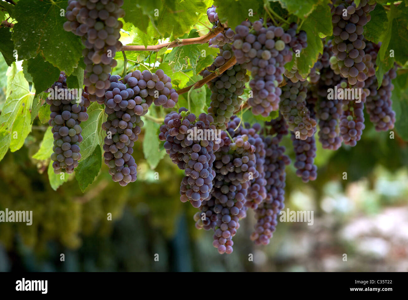 Grappolo di uva schiava in vigneto, Vallagarina, Trentino Alto Adige, Italia, Europa Foto Stock