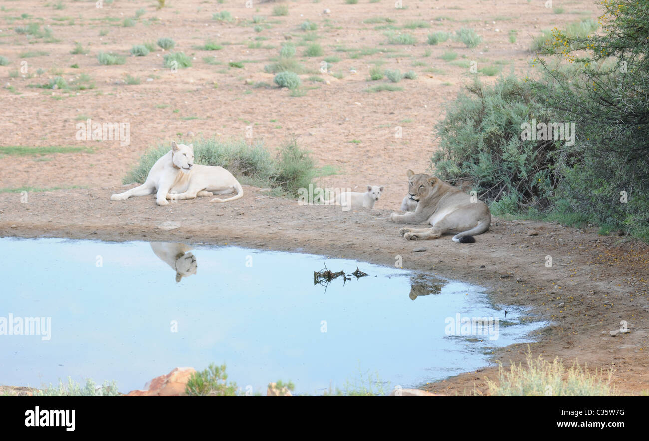 Wild bianco e marrone leone femmina insieme, una coppia di leoni Foto Stock