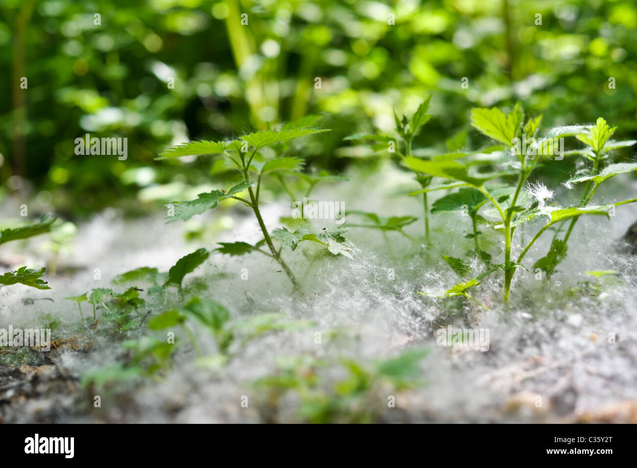Un soffice tappeto di tarassaco semi creando una nebbia bianco su verde e fresco di ortiche su sun-pezzata woodland Foto Stock