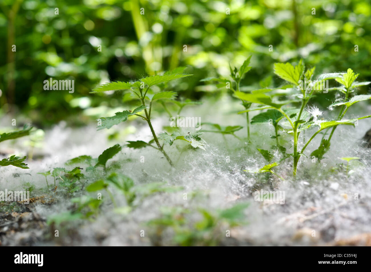 Un soffice tappeto di tarassaco semi creando una nebbia bianco su verde e fresco di ortiche su sun-pezzata woodland Foto Stock