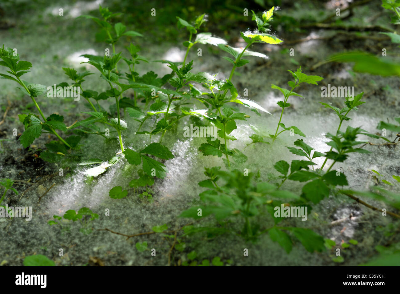 Un soffice tappeto di tarassaco semi creando una nebbia bianco su verde e fresco di ortiche su sun-pezzata woodland Foto Stock