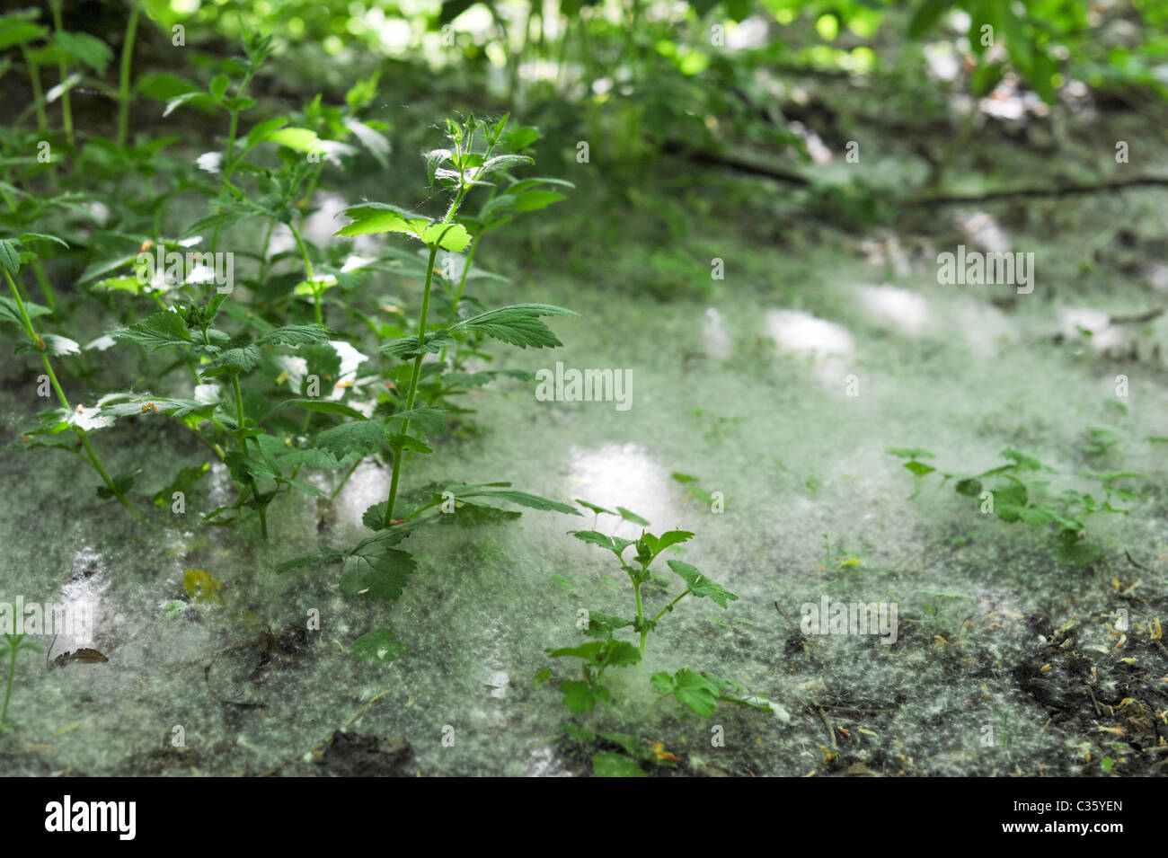 Un soffice tappeto di tarassaco semi creando una nebbia bianco su verde e fresco di ortiche su sun-pezzata woodland Foto Stock