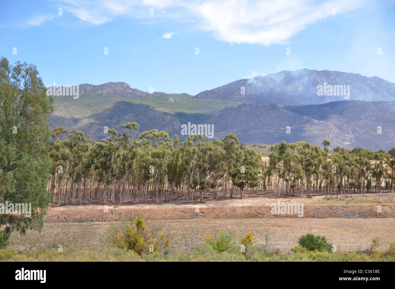 Dopo il fuoco di bush, scorched montagne e alberi Foto Stock