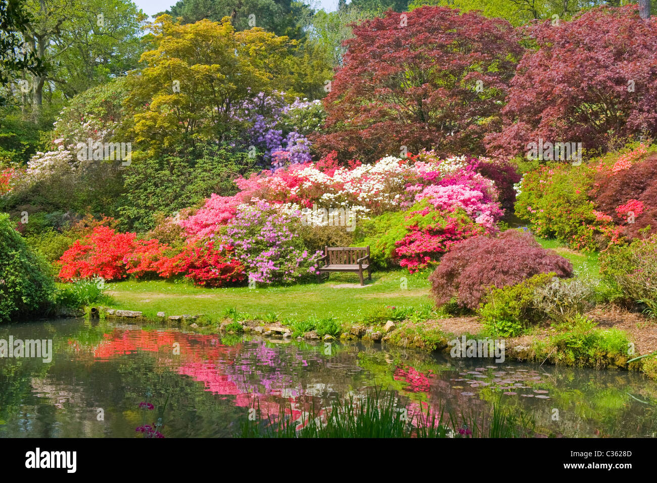 200 acri di giardini Exbury , Lionel de Rothschild rododendri e azalee riserva , dal 1919 , Azalea ciotola in piena fioritura stagno Foto Stock