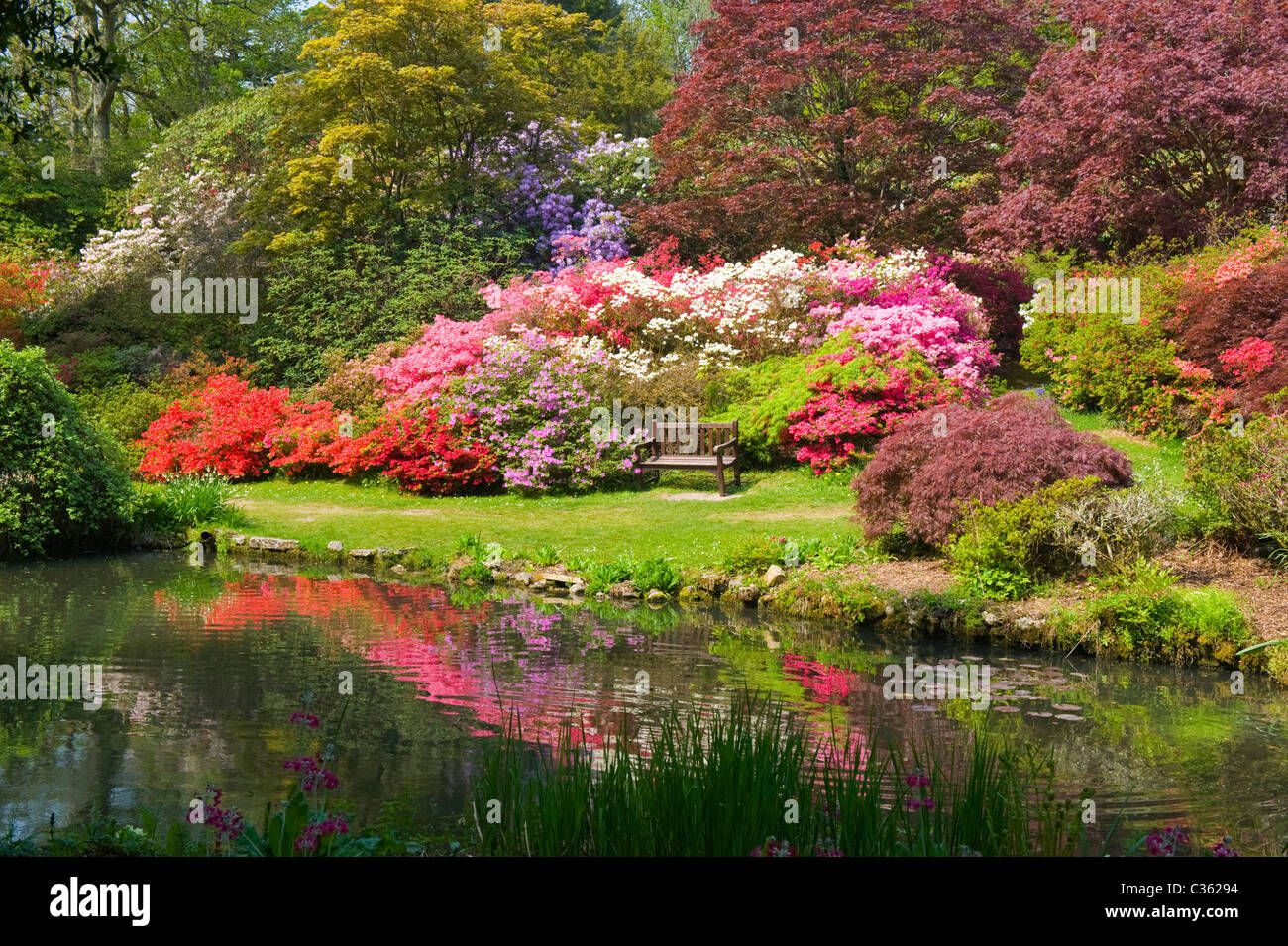 200 acri di giardini Exbury Lionel de Rothschild rododendri e azalee riserva dal 1919 Azalea ciotola in piena fioritura stagno Foto Stock